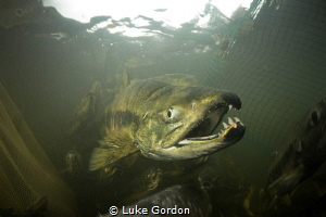 A male Chum Salmon avoiding the nets. These salmon are al... by Luke Gordon 